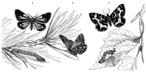 Kiefernspanner (Bupalus piniarius), 1 Mnnchen, 2 Weibchen und Raupe. 3 Spieband (Larentia ...