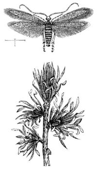Lrchen-Minirmotte (Coleophora laricinella). Vergrerter Schmetterling und Triebspitze der Lrche mit ausgefressenen Nadelspitzen und anhaftenden Sckchen.