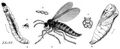 Brehm, Alfred/Brehms Thierleben/Insekten, Tausendfler und Spinnen/Insekten/Vierte Ordnung: Zweiflgler (Diptera, Antliata)/Dritte Familie: Pilzmcken (Mycetophilidae)/Sippe: Sciarinen/Heerwurm-Trauermcke (Sciara militaris)