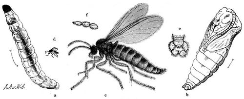 Heerwurm-Trauermücke (Sciara militaris). a Larve, b Puppe, c weibliche Mücke, d natürliche Größe derselben, e Hinterleibsende des Männchens, f ein vergrößerter Theil des Fühlers. Außer d alles vergrößert.
