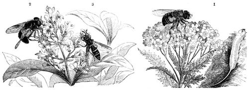 1 Schlammfliege (Eristalis tenax) nebst Larve. 2 Durchscheinende Flatterfliege (Volucella pellucens). 3 Conopsartige Stielhornfliege (Ceria conopsoides). Natrliche Gre.