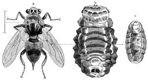 Hautbreme des Rindes (Hypoderma bovis). a Fliege, b Larve, c Puppe, beide von der Bauchseite; alle vergrert.