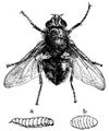 Brehm, Alfred/Brehms Thierleben/Insekten, Tausendfler und Spinnen/Insekten/Vierte Ordnung: Zweiflgler (Diptera, Antliata)/Fnfzehnte Familie: Gemeinfliegen (Muscidae)/3. Sippe: Fliegen, Muscinen/Blaue Schmeifliege (Calliphora vomitoria)