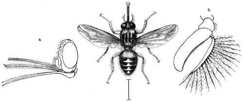 Tsetse-Fliege (Glossina morsitans). a Kopf mit den Mundtheilen in der Seitenansicht, b Fhler; alles in verschiedener Strke vergrert.