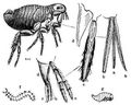 Brehm, Alfred/Brehms Thierleben/Insekten, Tausendfler und Spinnen/Insekten/Vierte Ordnung: Zweiflgler (Diptera, Antliata)/Zwanzigste Familie: Flhe (Pulicidae)/1. Sippe: Echte Flhe, Pulicinen/Gemeiner Floh (Pulex irritans)