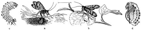 Gemeine Skorpionfliege (Panorpa communis). a Legendes Weibchen, b Mnnchen, c Larve, d Puppe. (a und b kaum vergrert).