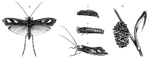 Rautenfleckige Kcherjungfer (Limnophilus rhombicus). a, b Fliege, c Larve auerhalb des d Gehuses, e Puppe. Auer c alles schwach vergrert.