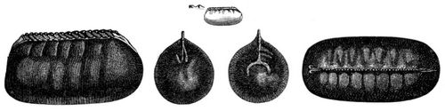 Eikapsel der Kchenschabe (Periplaneta orientalis), oben in natrlichen Gre, in der Unterreihe vergrert und in den verschiedenen Ansichten.