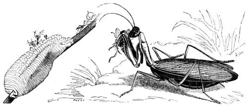 Gottesanbeterin (Mantis religiosa), Weibchen nebst einem Eierhaufen, aus welchem einige Larven ...