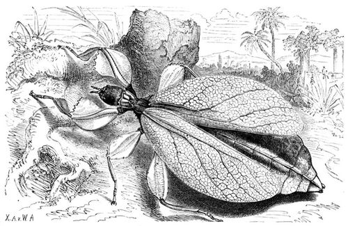 Wandelndes Blatt (Phyllium siccifolium). Natrliche Gre.
