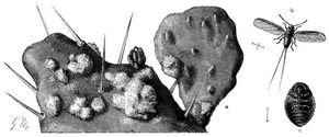Kochenille (Coccus cacti). a Lebende Kochenille auf der Opuntia, in ihre Wachsausschwitzung gehllt, b Mnnchen, c Weibchen von der Bauchseite; vergrert.