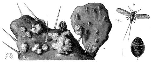 Kochenille (Coccus cacti). a Lebende Kochenille auf der Opuntia, in ihre Wachsausschwitzung ...