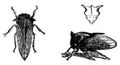 Brehm, Alfred/Brehms Thierleben/Insekten, Tausendfler und Spinnen/Insekten/Siebente Ordnung: Schnabelkerfe, Halbdecker (Rhynchota, Hemiptera)/Siebente Familie: Buckelzirpen (Membracidae)/Sippe: Buckelzirpen (Membracidae)