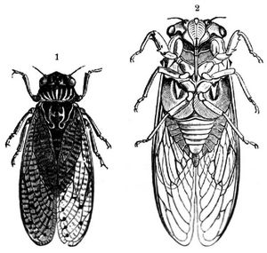 1 Mannacikade (Cicada orni). 2 Gemeine Singcikade (Cicada plebeja) von der Bauchseite. Natrliche Gre.