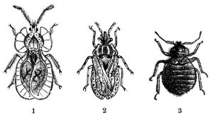 1 Verwandte Buckelwanze (Tingis affinis), achtmal vergrert. 2 Gemeine Rindenwanze (Aradus corticalis), sechsmal vergrert. 3 Bettwanze (Cimex lectularius), stark vergrert.