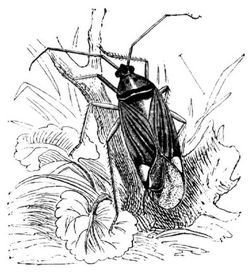 Gestreifte Schnwanze (Calocoris striatellus), vergrert.