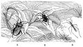 Brehm, Alfred/Brehms Thierleben/Insekten, Tausendfler und Spinnen/Insekten/Siebente Ordnung: Schnabelkerfe, Halbdecker (Rhynchota, Hemiptera)/Achtzehnte Familie: Randwanzen (Coreidae)/1. Sippe: Coreinen/Rautenfrmige Randwanze (Verlusia rhombica)