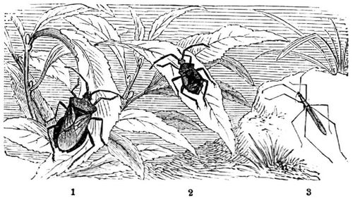 1 Saumwanze (Syromastes marginatus), 2 ihre Larve. 3 Schnakenwanze (Berytus tipularius). Natrliche ...
