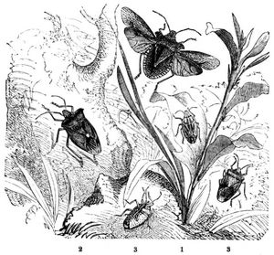 1 Spitzling (Aelia acuminata). 2 Rothbeinige Baumwanze (Pentatoma rufipes), kriechend und fliegend. 3 Gezhnte Stachelwanze (Acanthosoma dentatum), von der Bauch- und Rckenseite. Natrliche Gre.