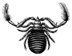 Bcherskorpion (Chelifer cancroides), stark vergrert.