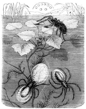 Gemeine Wasserspinne (Argyroneta aquatica), etwas vergrert, und ein unten offenes Nest derselben. Oben die Augenstellung, von hinten her gesehen.