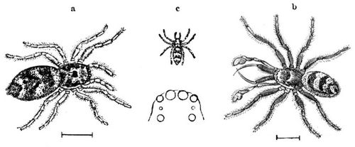 Harlekins-Hüpfspinne (Salticus scenicus), a Weibchen, b Männchen, vergrößert; c natürliche Größe ...