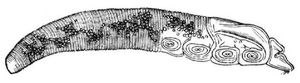 Haarbalgmilbe des Menschen (Demodex hominis), sechshundertmal vergrert.