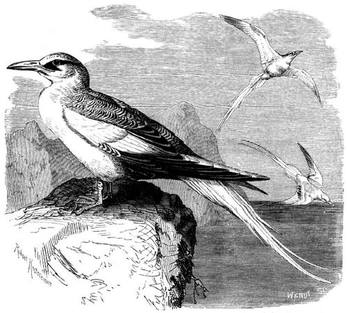 Tropikvogel (Phaton aethereus). 1/4 natrl. Gre.