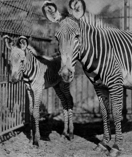 Grvy-Zebra-Stute mit Fohlen