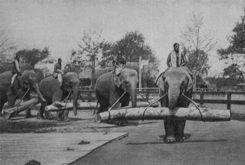 Indische Elefanten als Transportarbeiter