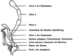 Fig. 3. Maxille, Unterkiefer von Calosoma sycophanta. (Nach Ganglbauer.)