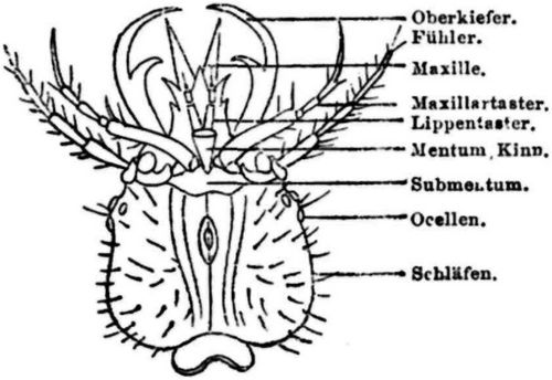 Fig. 10. Kopf der Larve von Leistus rufescens. (Nach Ganglbauer.)