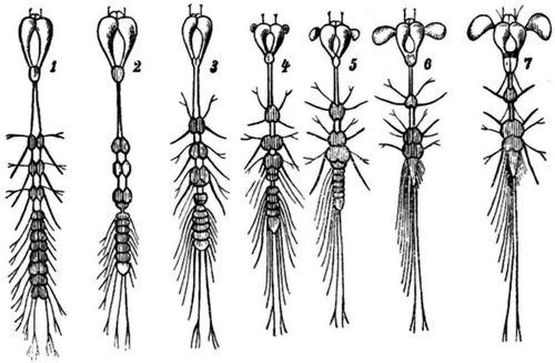 Fg. 17. Entwickelung des Nervensystems in der Larve (Fg. 1-6) des Wasserkfers Acilius sulcatus; ...