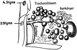 Fg. 29 b. Tracheenblasen aus dem 3. Hinterleibsringe eines Mistkfers (Geotrupes). (Nach Kolbe).