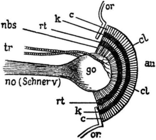 Fig. 30. Durchschnitt durch das Auge eines Kammerhornkfers (Passalus). Nach ...