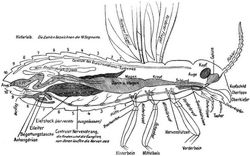 Fg. 35. Seitlicher Lngsschnitt durch ein Insekt, um die Lage und Anordnung eines Teiles der inneren Organe darzustellen. Flgel und Beine sind verkrzt. Schematisch dargestellt nach Kolbe. Die Atmungsorgane, welche sich an den Seiten des Krpers befinden, sind bei diesem Lngsschnitt nicht sichtbar.