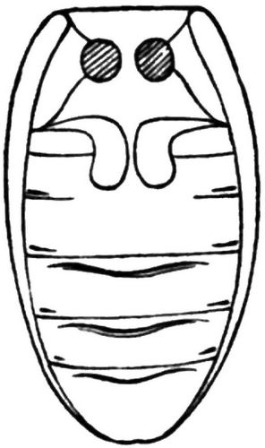 Fg. 53. Die dicken Querstriche an der Basis der Segmente sind Abdominalfurchen (Hlb. furchen).