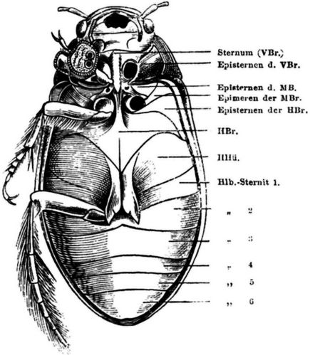 Fg. 63. US. eines Dytiscus