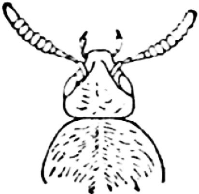 Fg. 31. Kopf einer Aleochara.