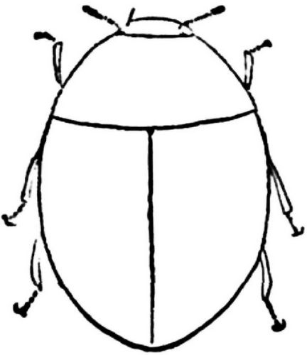 Fg. 58. Körperumriss von Sphaerius.