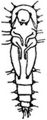 Reitter, Edmund/Fauna Germanica. Die Kfer des Deutschen Reiches/3. Band/2. Familienreihe Polyphaga/4. Familienreihe Diversicornia/1. Familiengruppe Clavicornia/19. Familie Nitidulidae/2. Unterfamilie Nitidulinae/5. Tribus Cryptarchini/22. Gattung Pityophagus