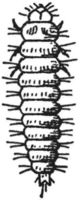 Fg. 26. Larve von Phalacrus fimetarius.