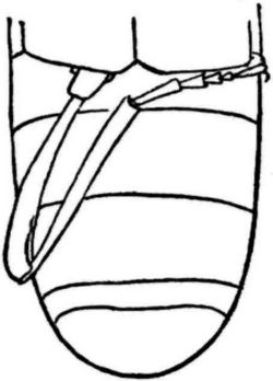 Fg. 113. Schl. von Ptinus sexpunetatus.
