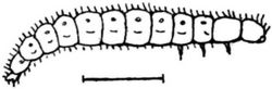 Fg. 120. Larve von Boletophagus.