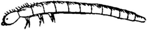 Fg. 131. Larve von Mycetochara.