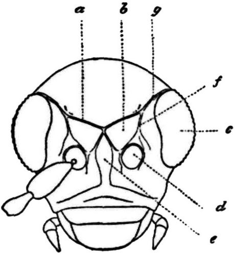 Fg. 7. Kopf von Derocrepis rufipes L. (von vorne), a Obere StLinien, b StHcker, c Auge, d Fhlergelenkspfanne, e Stirnkiel, f u. g Stirnseitenrinne (Augenrinne).