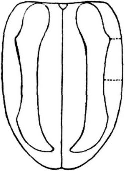Fg. 21. Fld.-Zeichnung v. Phyllotr. undulata Kutsch. - Typus schwacher Erweiterung des schwarzen Seitensaums.