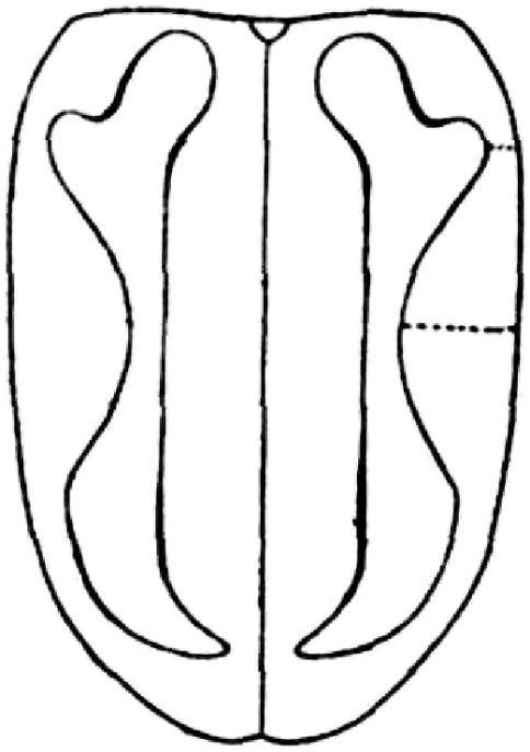 Fg. 20. Fld.-Zeichnung v. Phyllotr. vittata Fab. (sinuata Redtb.) - Typus starker Erweiterung des schwarzen Seitensaumus.
