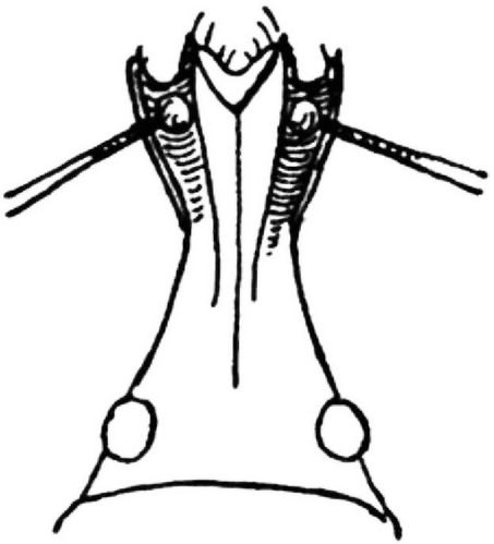 Fg. 8. K. eines Otiorrhynchus, mit offenen FFurchen.