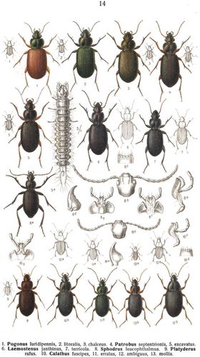 Tafel 14: 1. Pogonus luridipennis, 2. litoralis, 3. chalceus. 4. Patrobus septentrionis, 5. ...